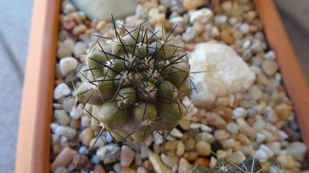 Copiapoa marginata (Copiapoa streptocaulon)