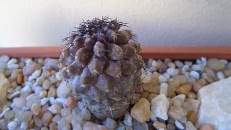 Copiapoa grandiflora