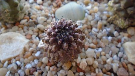 Copiapoa grandiflora