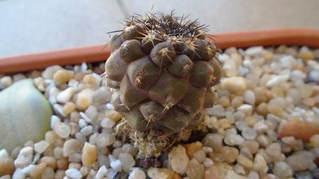 Copiapoa megarrhiza