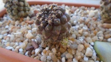 Copiapoa megarrhiza