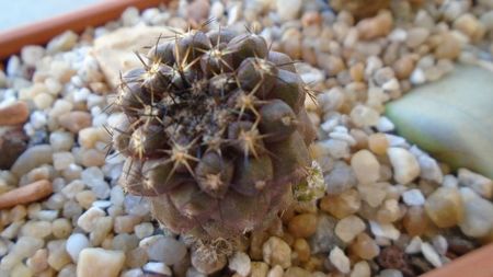 Copiapoa megarrhiza