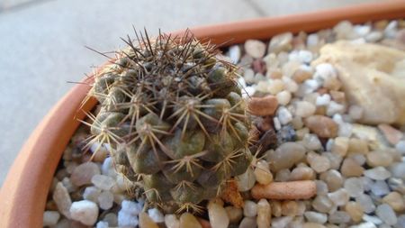 Copiapoa echinoides (Copiapoa dura)