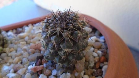 Copiapoa echinoides (Copiapoa dura)