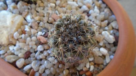 Copiapoa echinoides (Copiapoa dura)