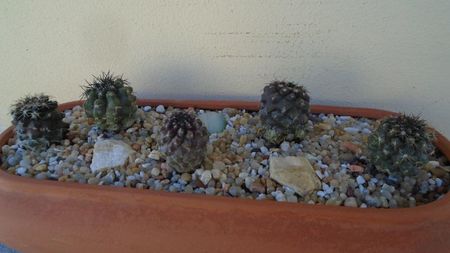 Grup de 5 Copiapoa; Copiapoa humilis ssp. tenuissima
Copiapoa echinoides 
Copiapoa megarrhiza
Copiapoa grandiflora 
Copiapoa marginata
