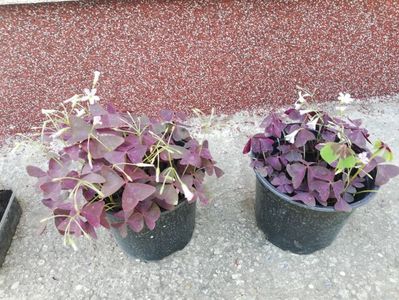 Trifoi rosu (Oxalis)