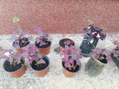 Oxalis roșu