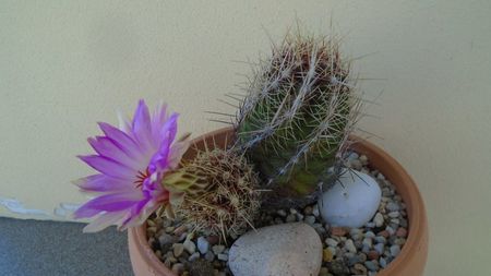 Thelocactus bicolor ssp. pottsii