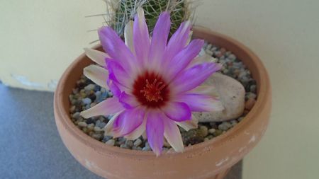 Thelocactus bicolor ssp. pottsii