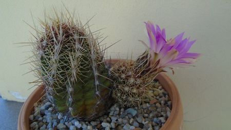 Thelocactus bicolor ssp. pottsii