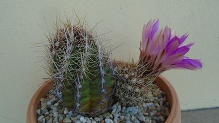 Thelocactus bicolor ssp. pottsii