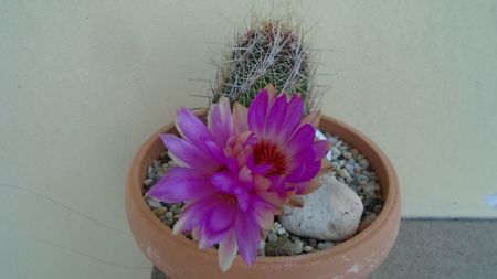 Thelocactus bicolor ssp. pottsii