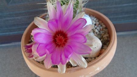 Thelocactus bicolor ssp. pottsii