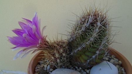 Thelocactus bicolor ssp. pottsii