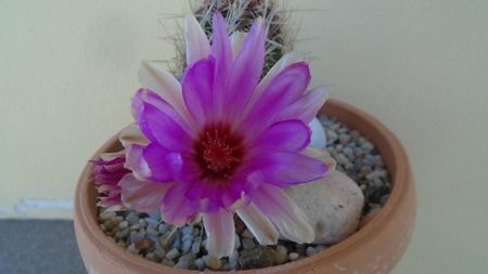 Thelocactus bicolor ssp. pottsii