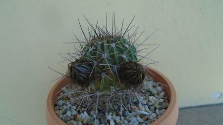 Lobivia jajoiana cv. anemone (Echinopsis marsoneri)