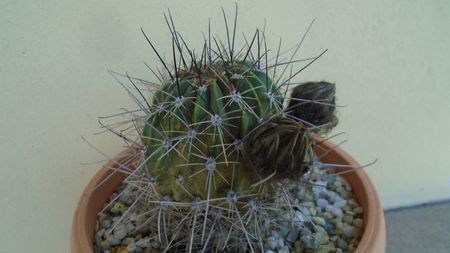 Lobivia jajoiana cv. anemone (Echinopsis marsoneri)