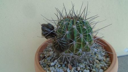 Lobivia jajoiana cv. anemone (Echinopsis marsoneri)