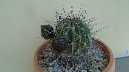 Lobivia jajoiana cv. anemone (Echinopsis marsoneri)