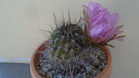 Lobivia jajoiana cv. anemone (Echinopsis marsoneri)