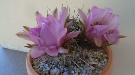 Lobivia jajoiana cv. anemone (Echinopsis marsoneri)