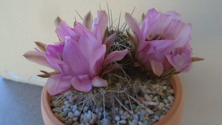 Lobivia jajoiana cv. anemone (Echinopsis marsoneri)