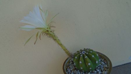 Echinopsis ancistrophora (Echinopsis subdenudata)