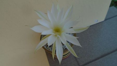 Echinopsis ancistrophora (Echinopsis subdenudata)