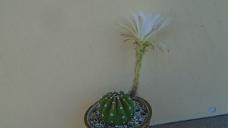 Echinopsis ancistrophora (Echinopsis subdenudata)