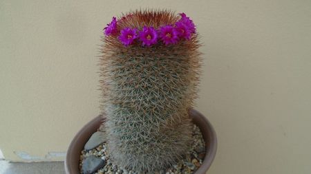 Mammillaria spinosissima