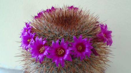 Mammillaria spinosissima