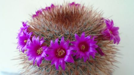 Mammillaria spinosissima