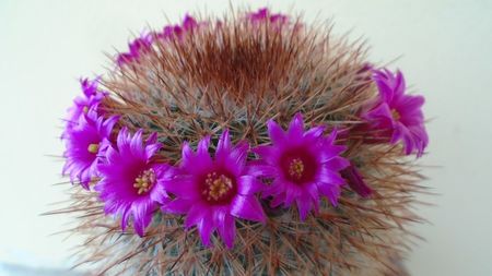 Mammillaria spinosissima