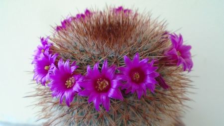 Mammillaria spinosissima