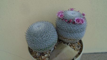 Mammillaria perbella cv. superfina