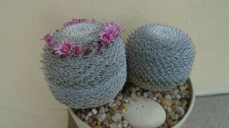 Mammillaria perbella cv. superfina