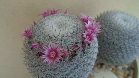 Mammillaria perbella cv. superfina