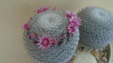 Mammillaria perbella cv. superfina