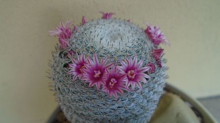 Mammillaria perbella cv. superfina