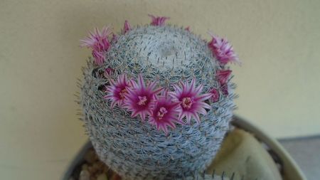 Mammillaria perbella cv. superfina