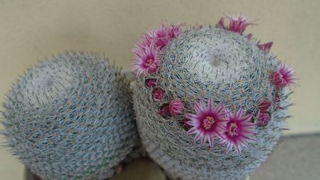 Mammillaria perbella cv. superfina