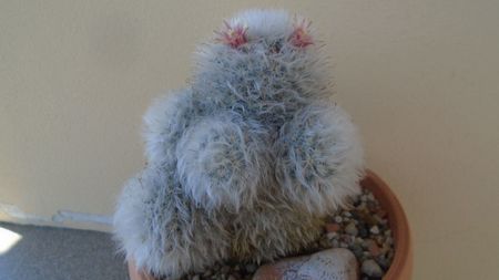 Mammillaria bocasana cv. multilanata