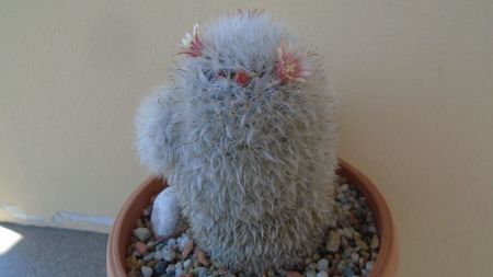 Mammillaria bocasana cv. multilanata