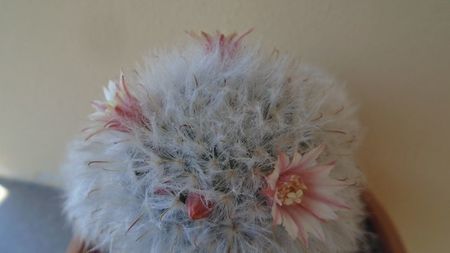 Mammillaria bocasana cv. multilanata