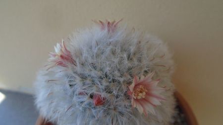 Mammillaria bocasana cv. multilanata