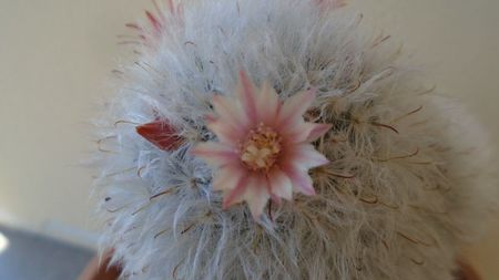 Mammillaria bocasana cv. multilanata