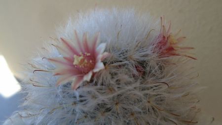 Mammillaria bocasana cv. multilanata