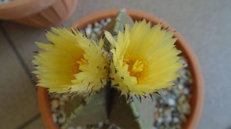 Astrophytum myriostigma