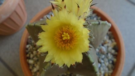 Astrophytum myriostigma